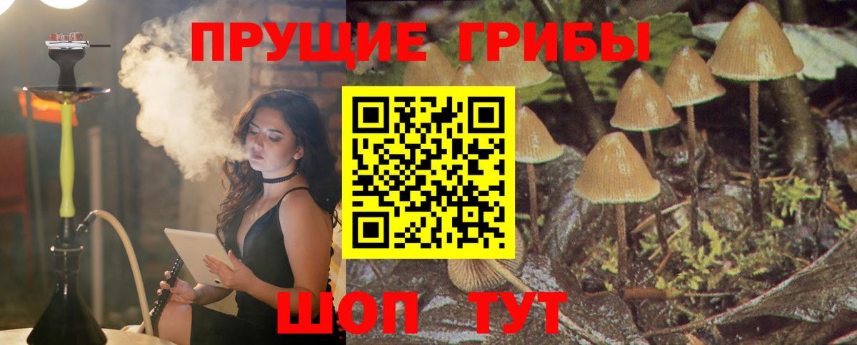 Галлюциногенные грибы Psilocybe Королёв